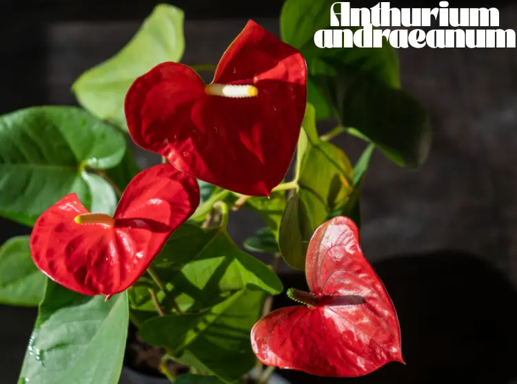 Anthurium