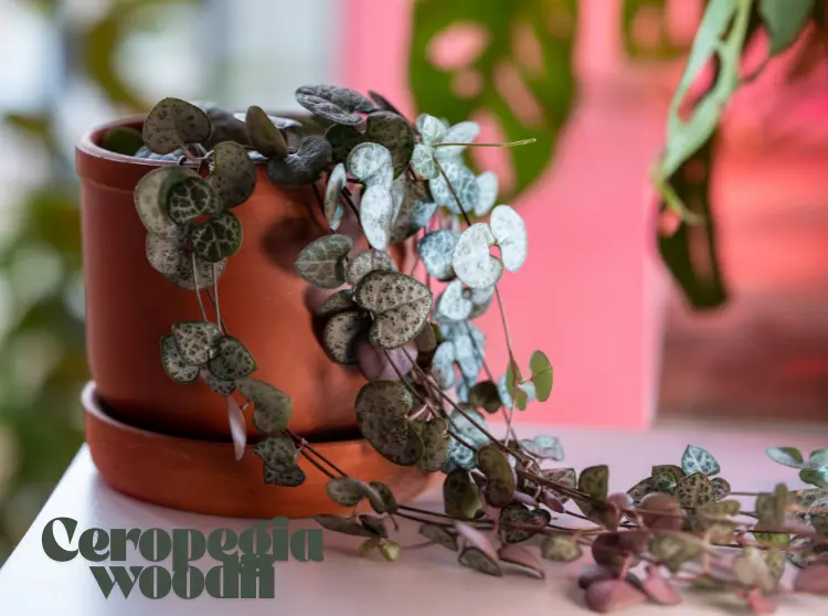 String of Hearts