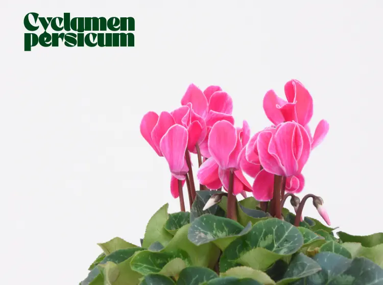 Cyclamen persicum plant