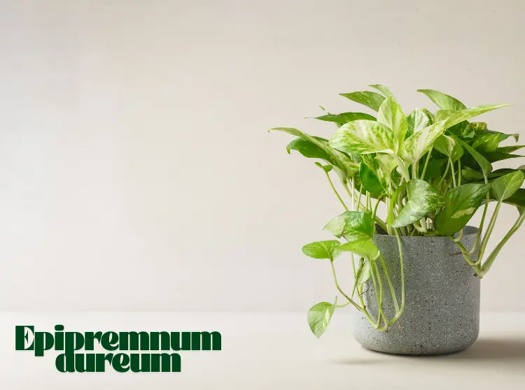 Epipremnum aureum plant