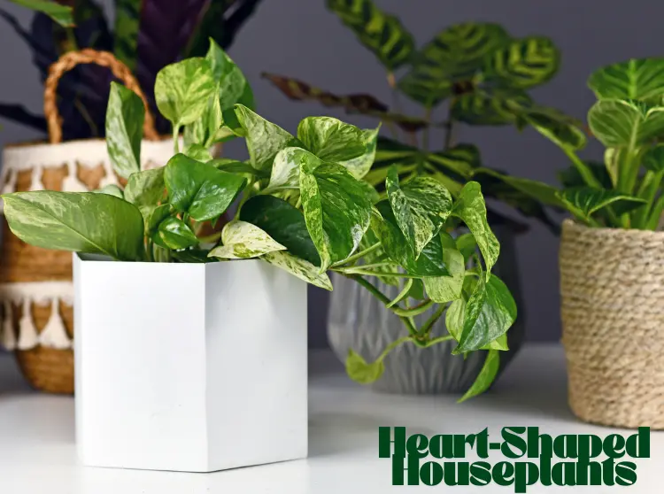 Heart-Shaped Houseplants