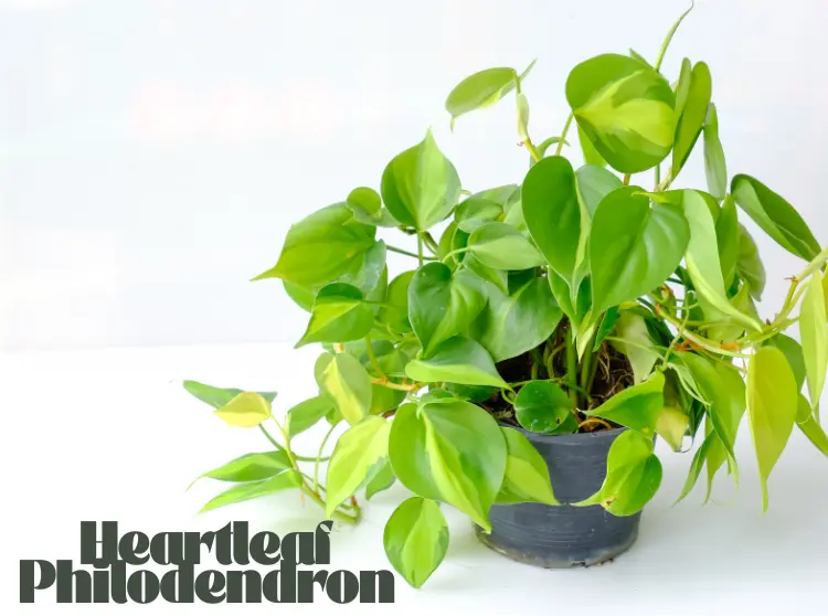Heartleaf Philodendron