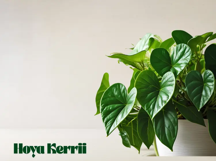 Hoya Kerrii plant